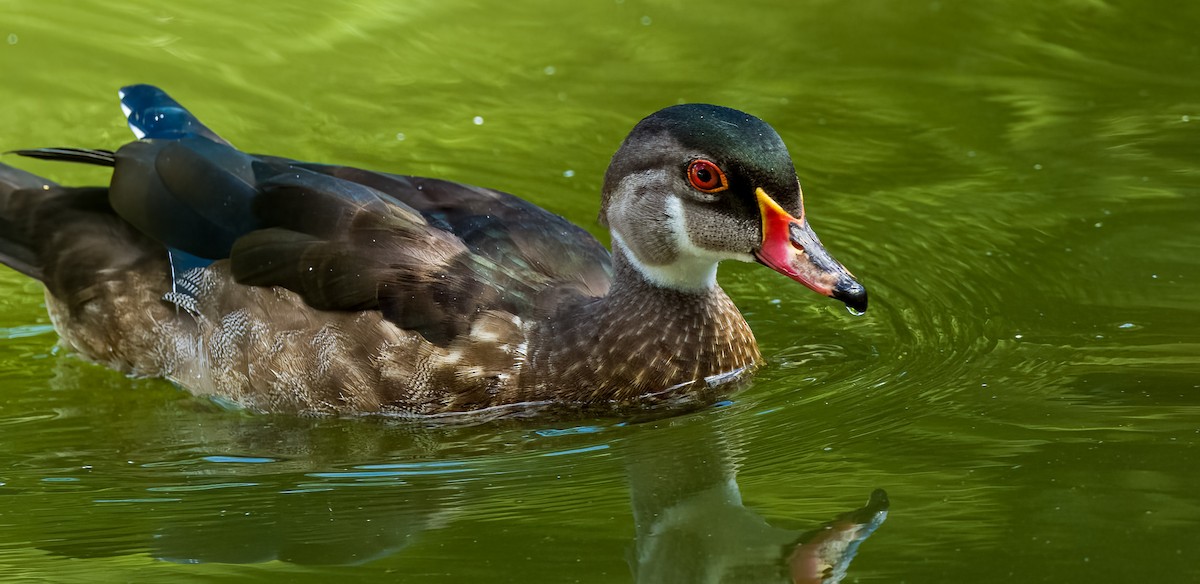 Wood Duck - ML604151721