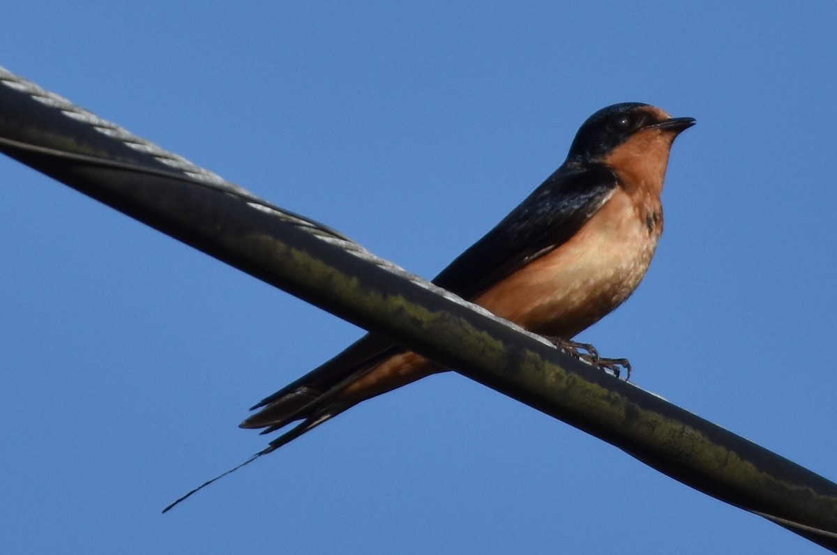 Barn Swallow - ML604151871