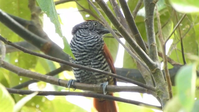 Lined Antshrike - ML604153041