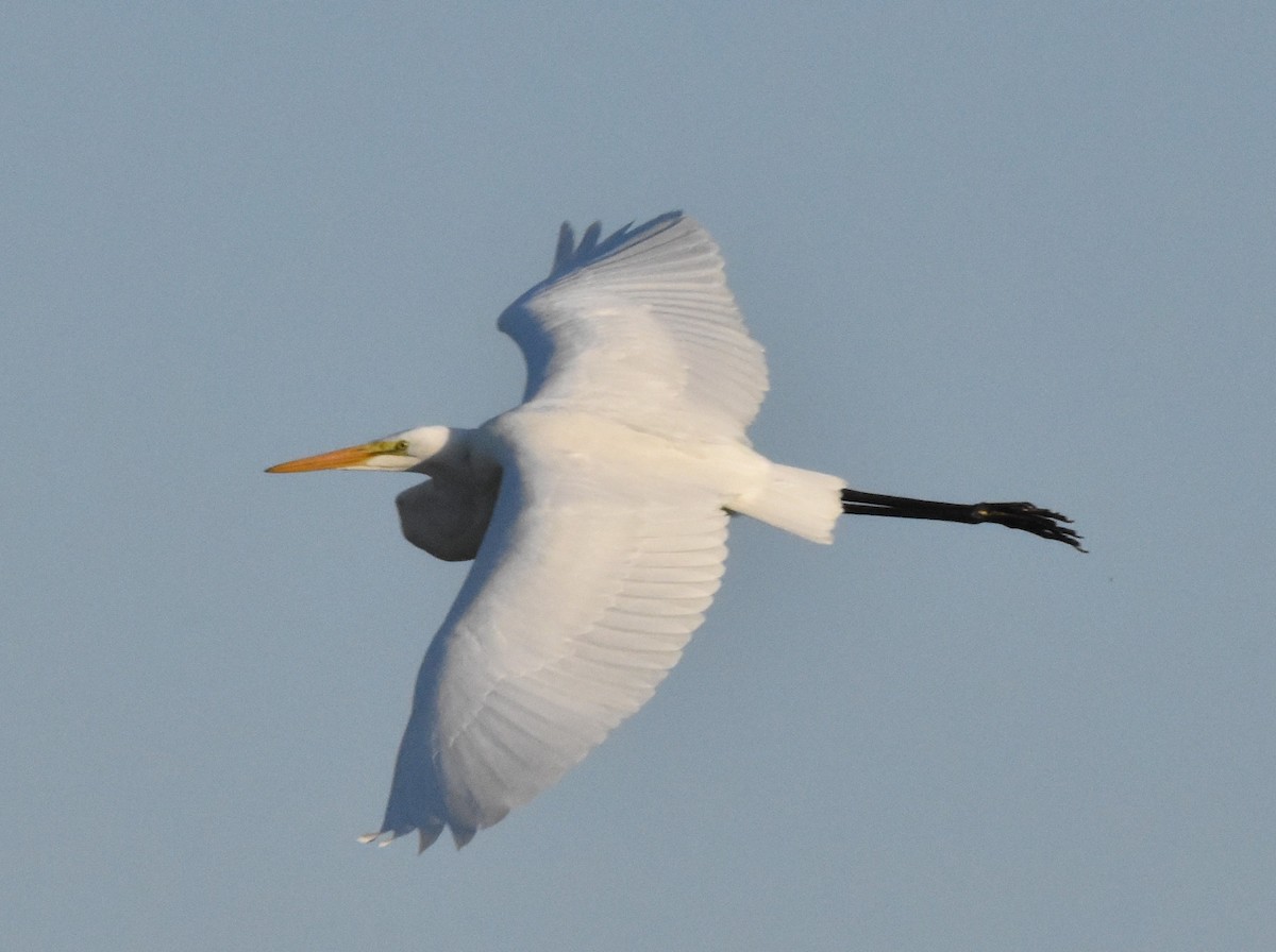 Great Egret - ML604153481