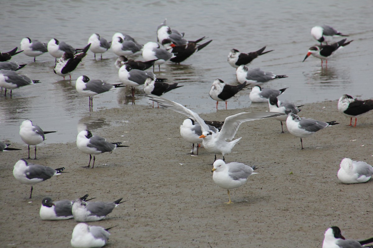 Royal Tern - Bud Poole 🌳