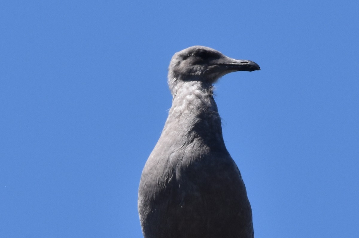 Western Gull - ML604154671