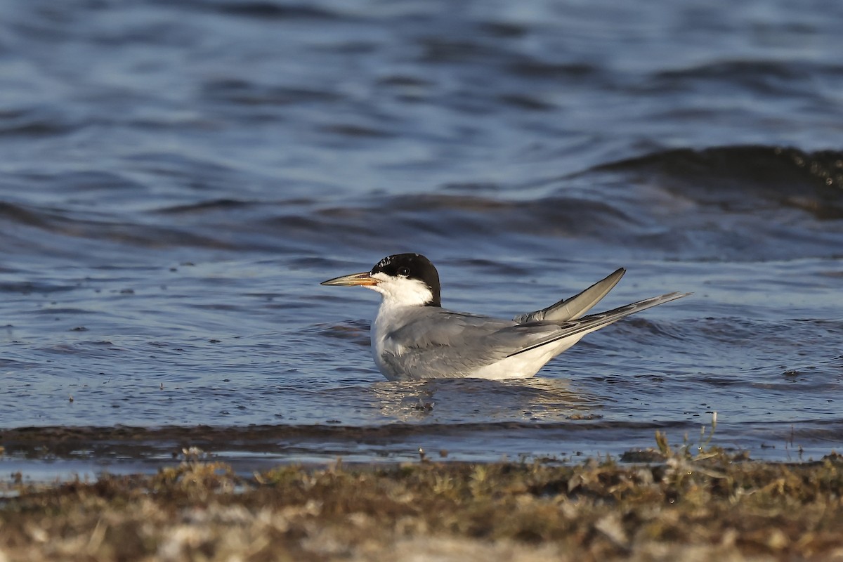 Forster's Tern - ML604155551