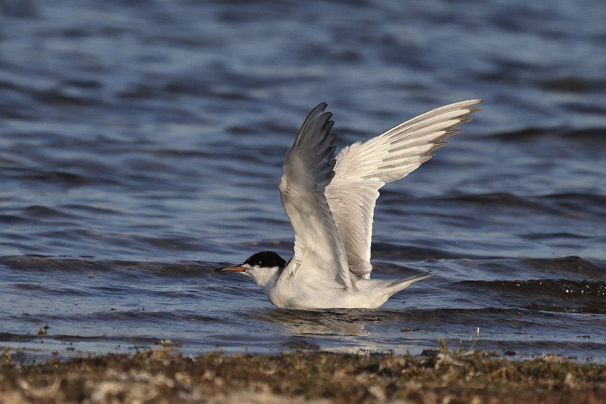 Forster's Tern - Arman Moreno