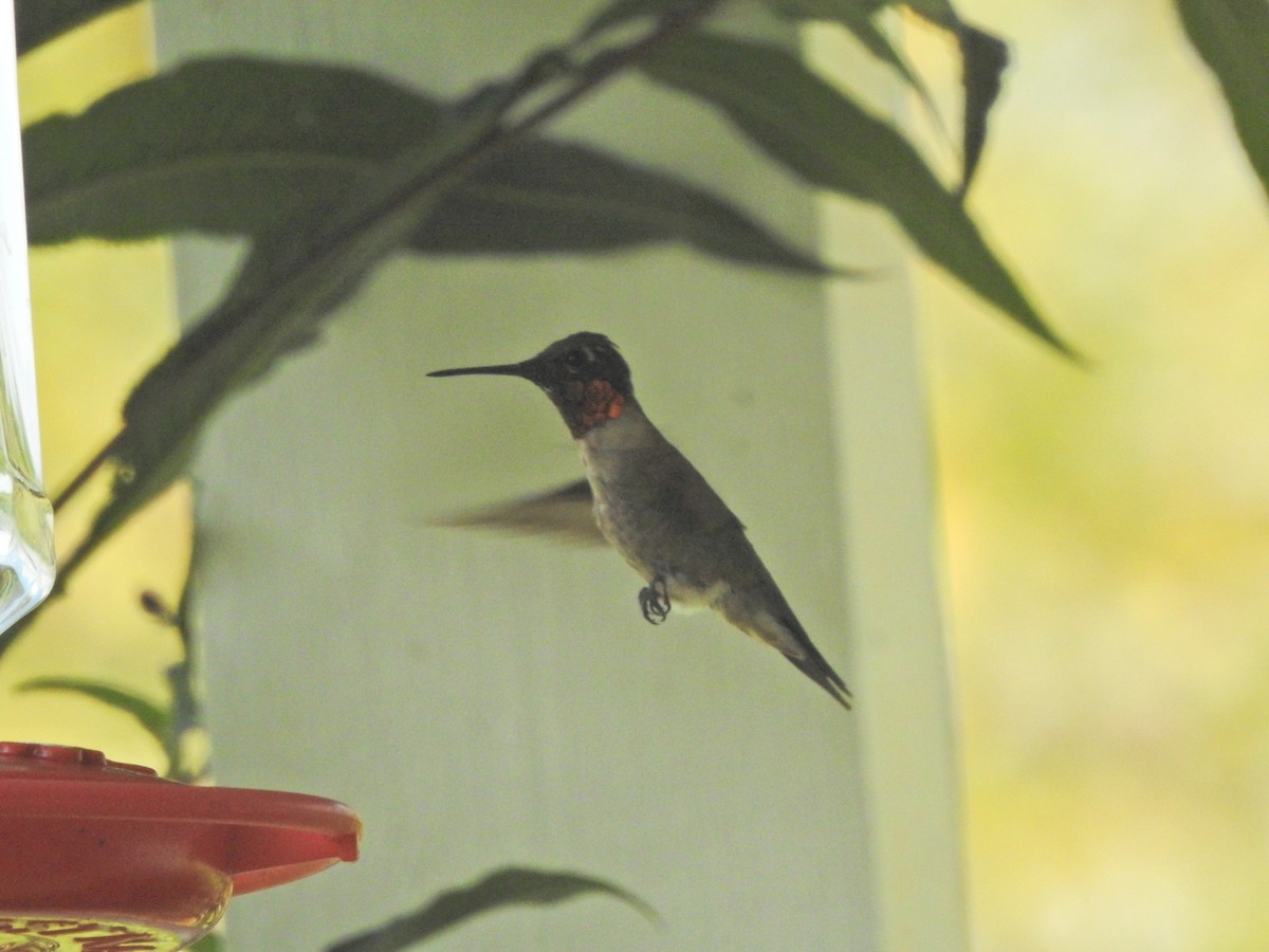 Ruby-throated Hummingbird - ML604155591