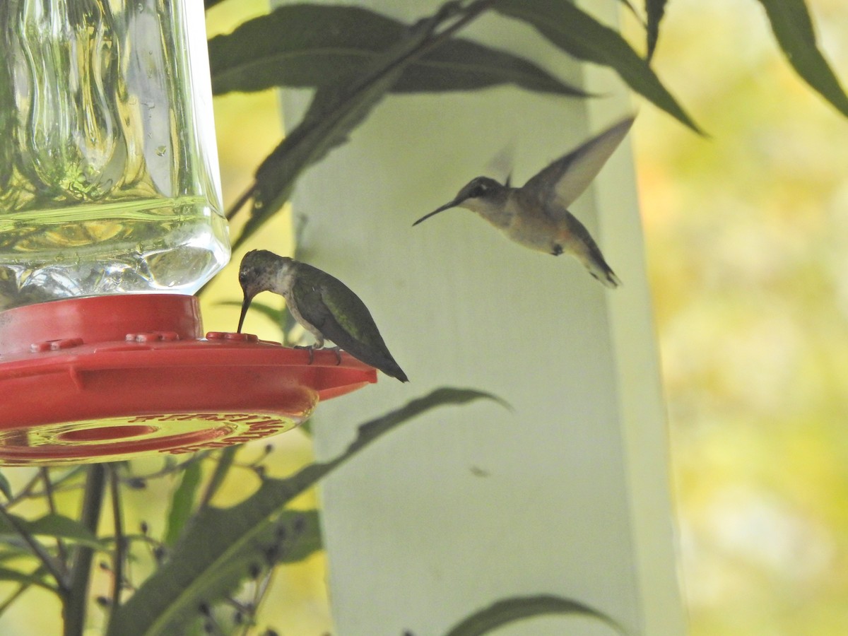 Ruby-throated Hummingbird - ML604155601