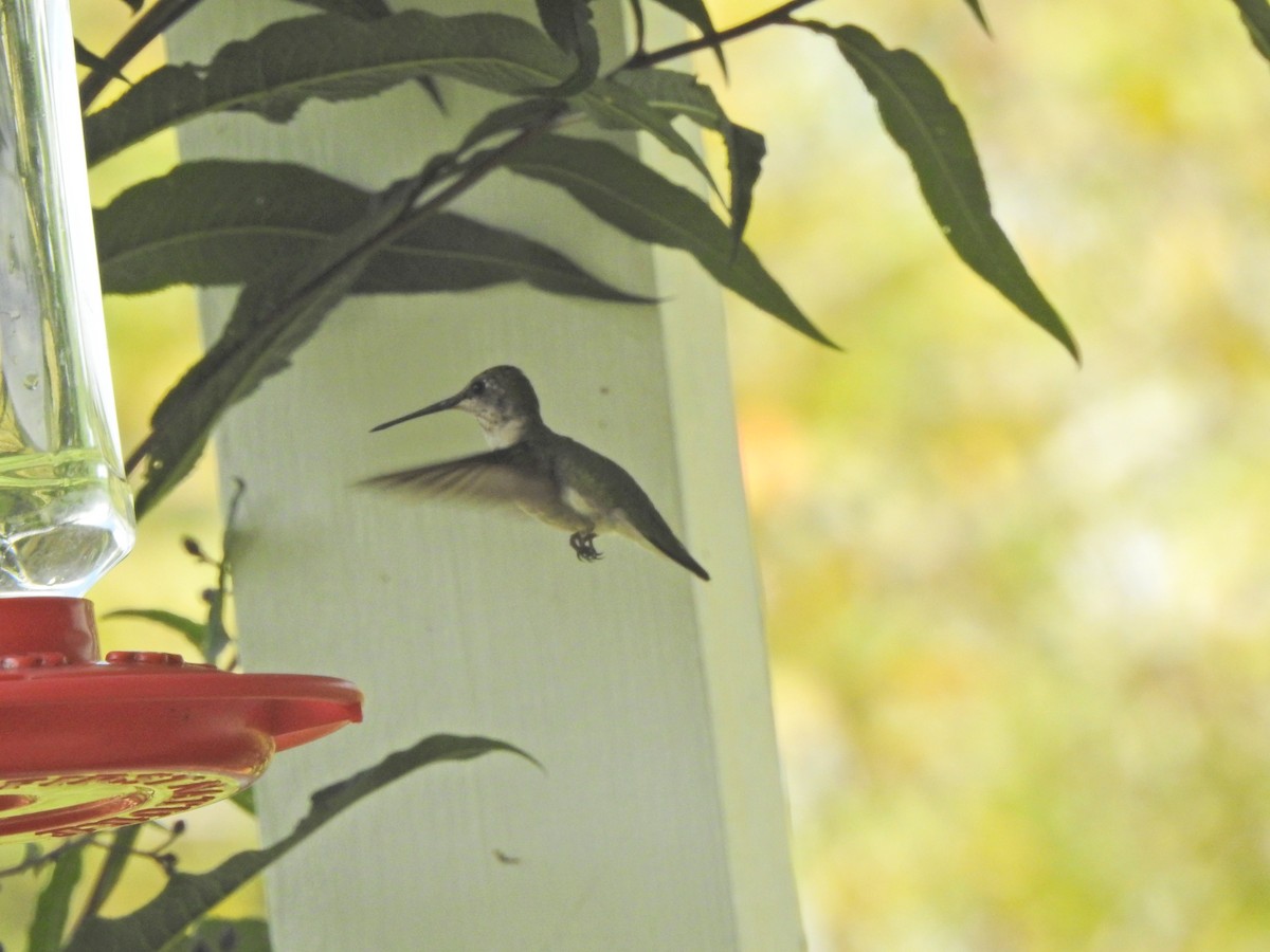 Colibrí Gorjirrubí - ML604155611