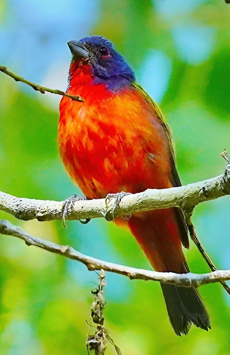 Painted Bunting - ML604156411