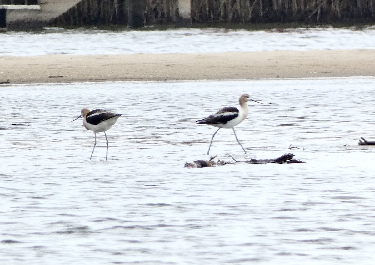 Avoceta Americana - ML604157161