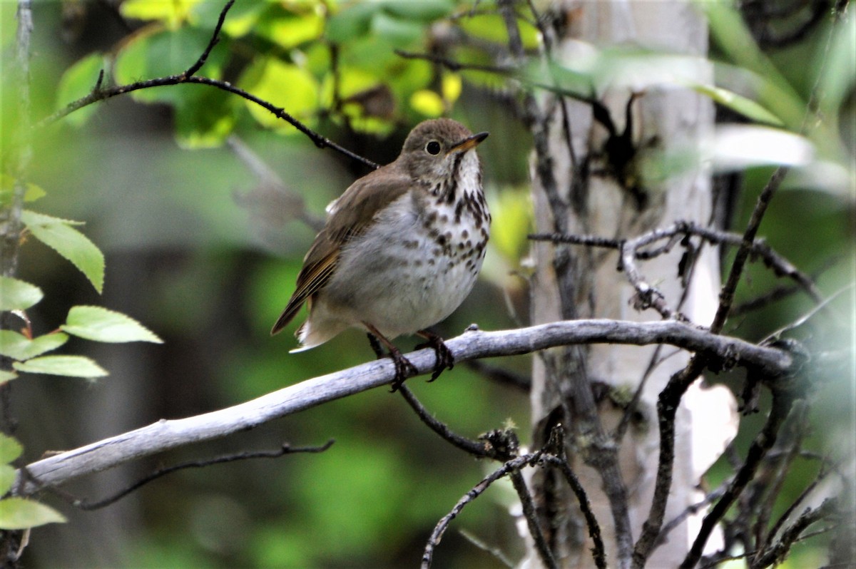 Hermit Thrush - ML60415731