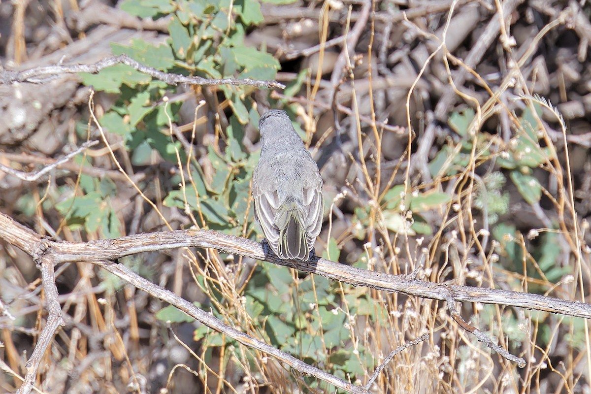 Gray Vireo - ML604158601