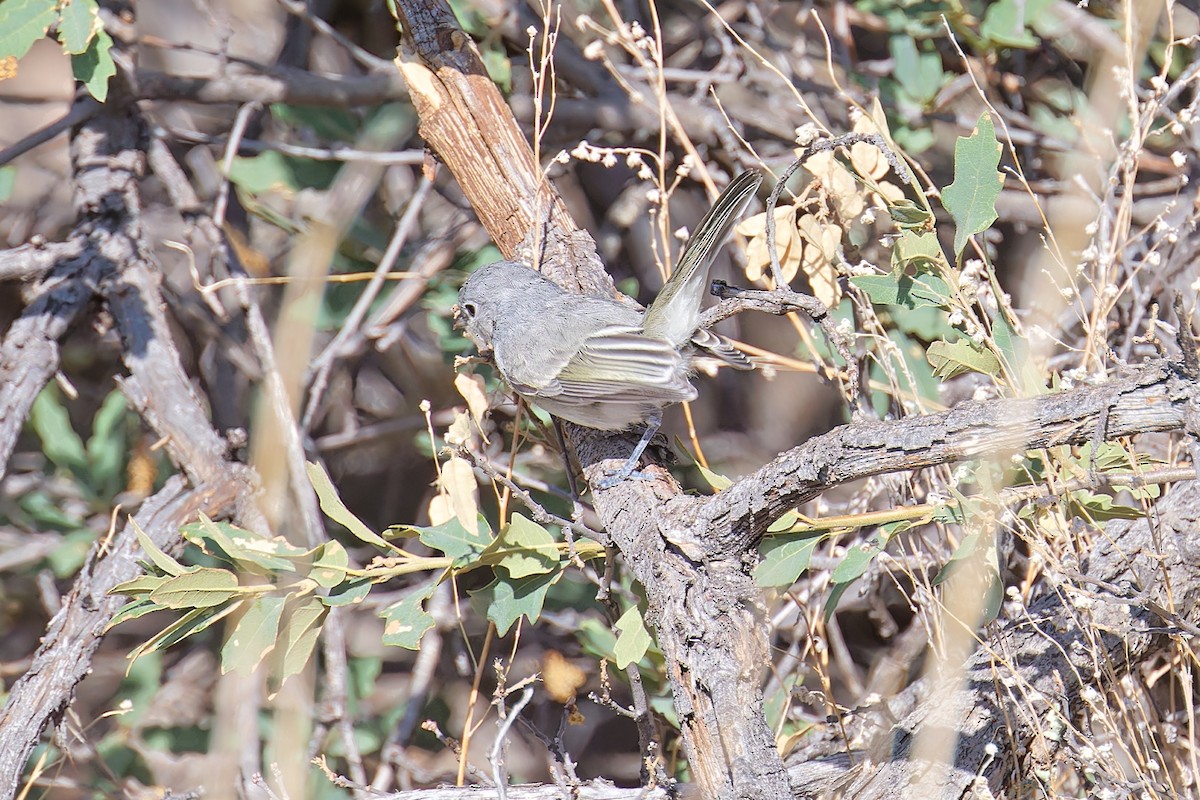 Gray Vireo - ML604158751