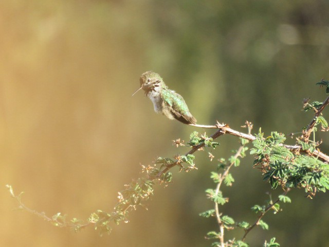 Calliope Hummingbird - ML604159591