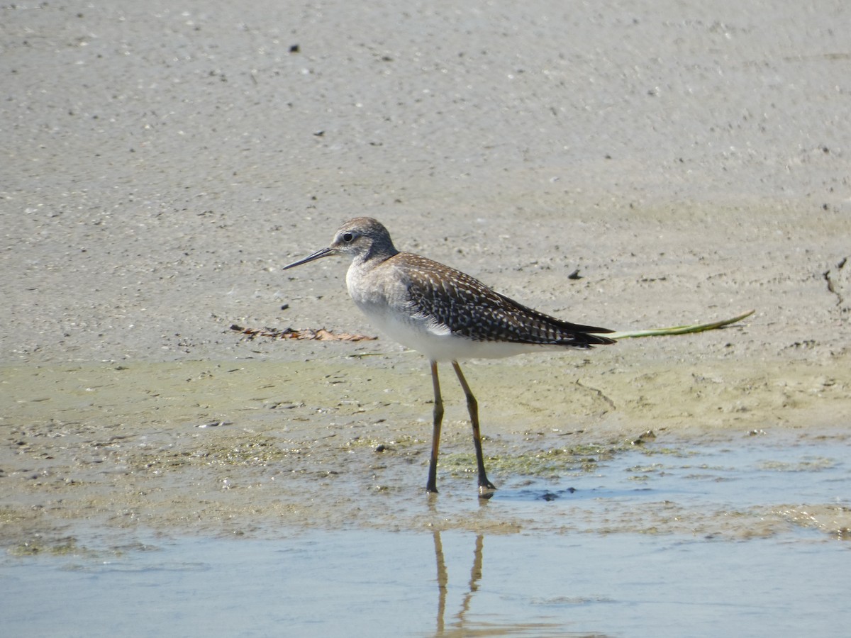 Lesser Yellowlegs - PJ M