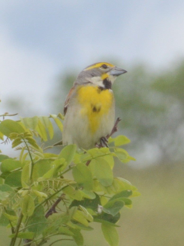 Dickcissel d'Amérique - ML60415991