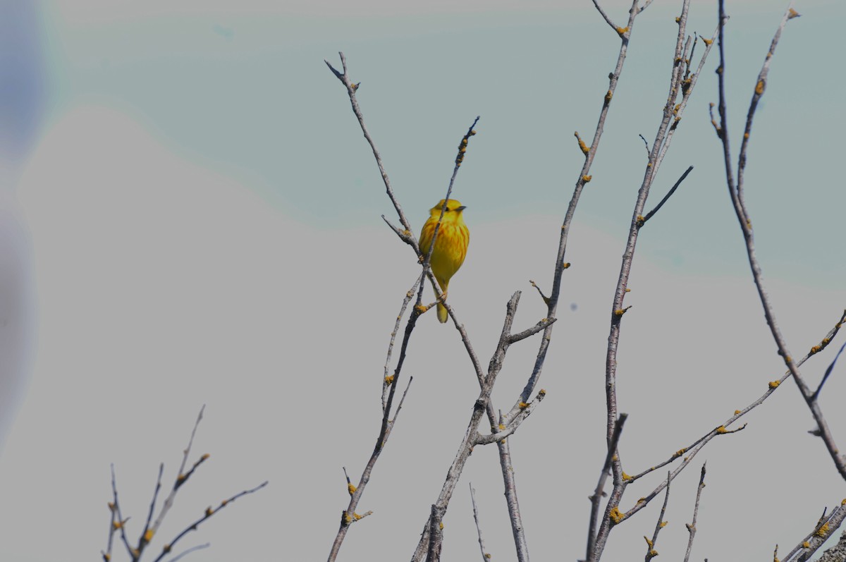 Yellow Warbler (Northern) - ML60416041