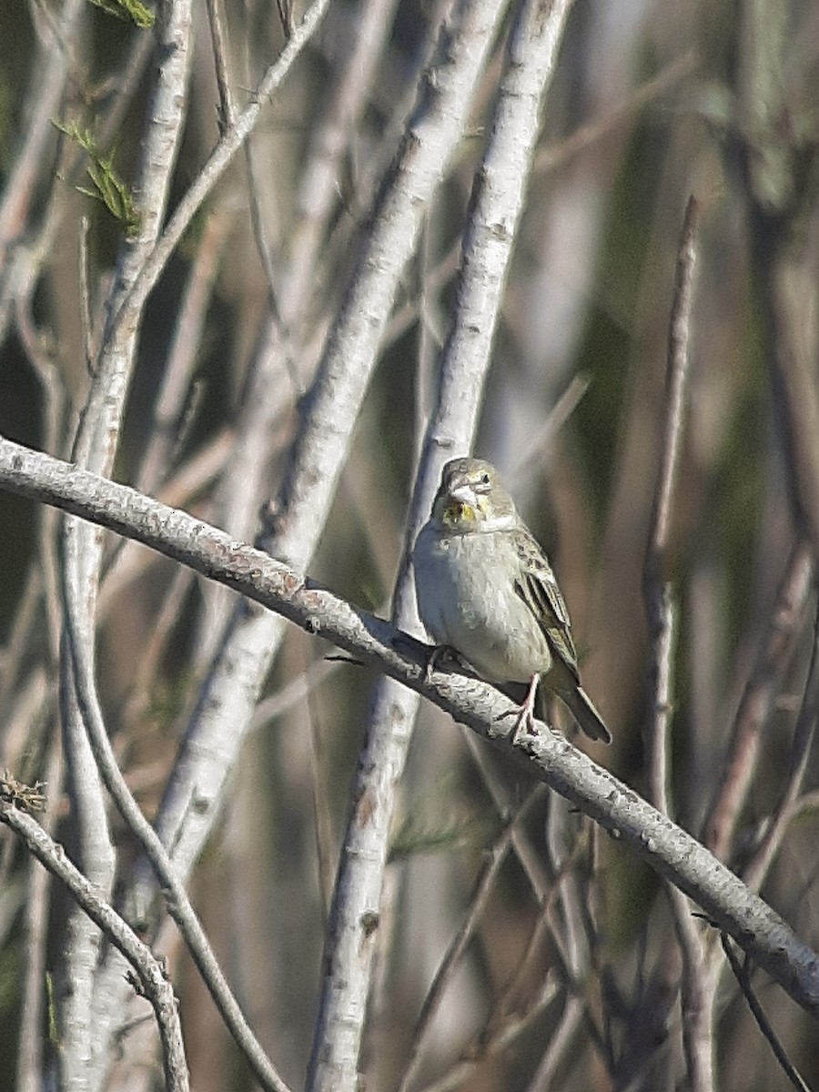 Sulphur-throated Finch - Daniel Arias-Cruzatty