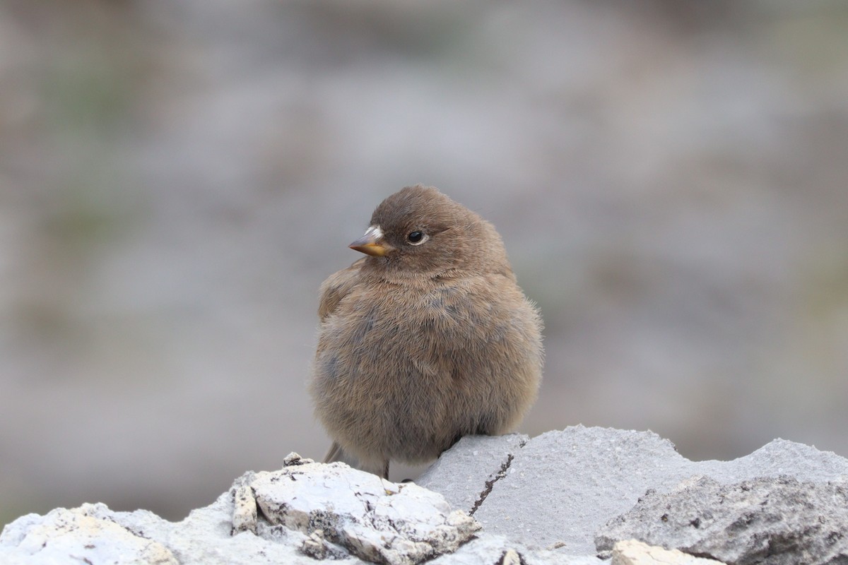 Gray-crowned Rosy-Finch - Julia Marshall