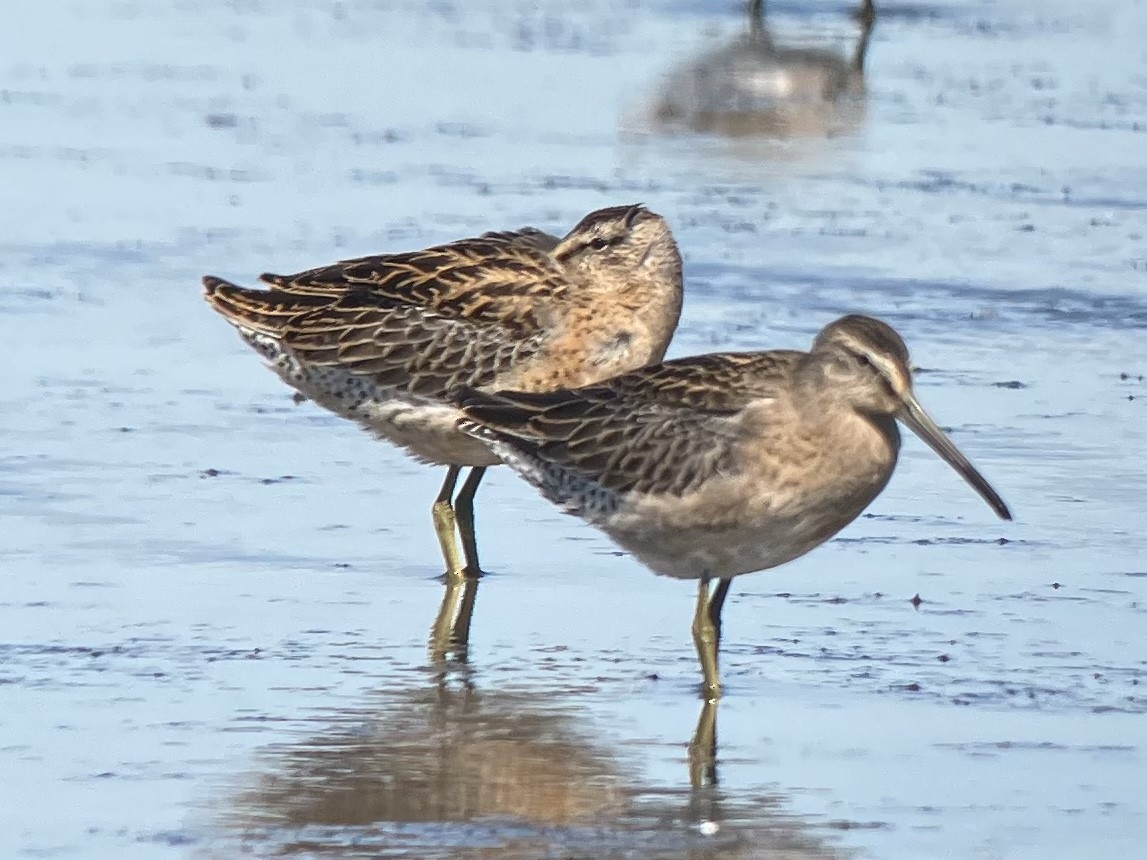 Short-billed Dowitcher - Roger Muskat