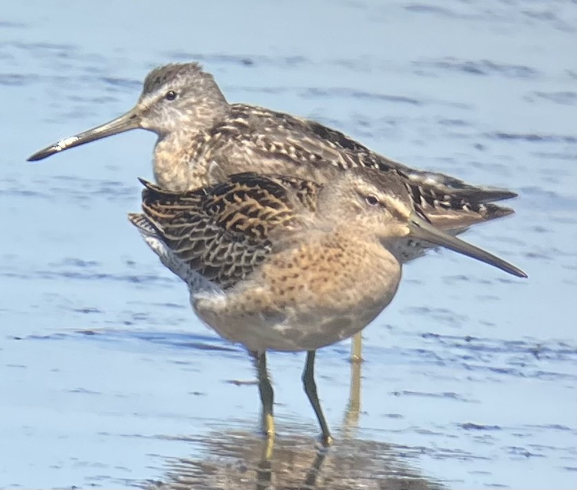 Short-billed Dowitcher - Roger Muskat