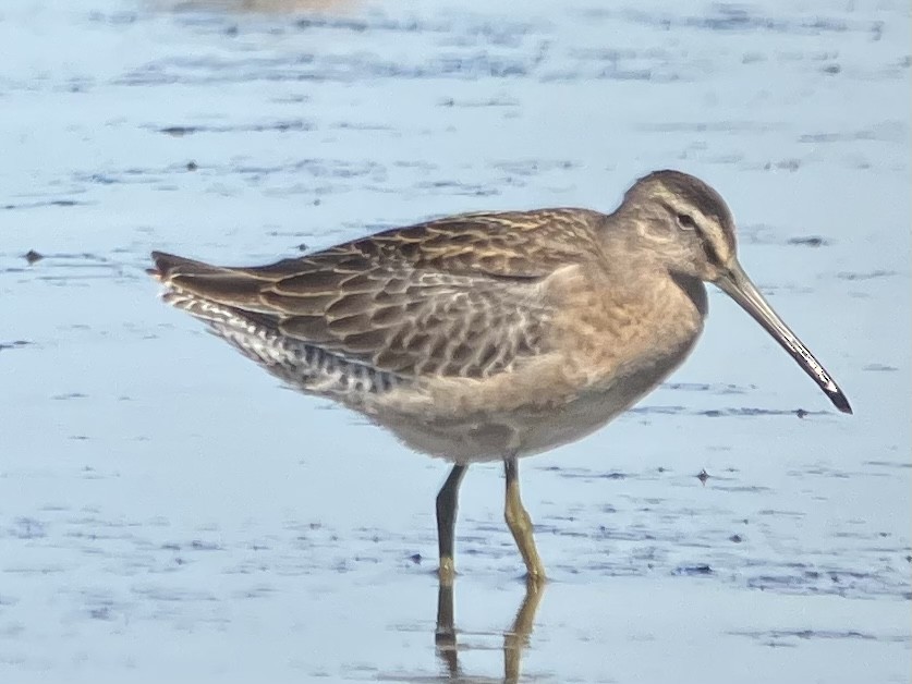 Short-billed Dowitcher - ML604161361