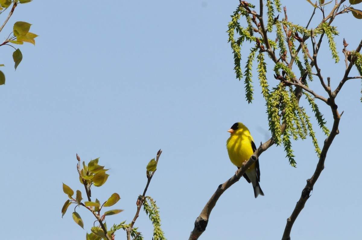American Goldfinch - ML60416231