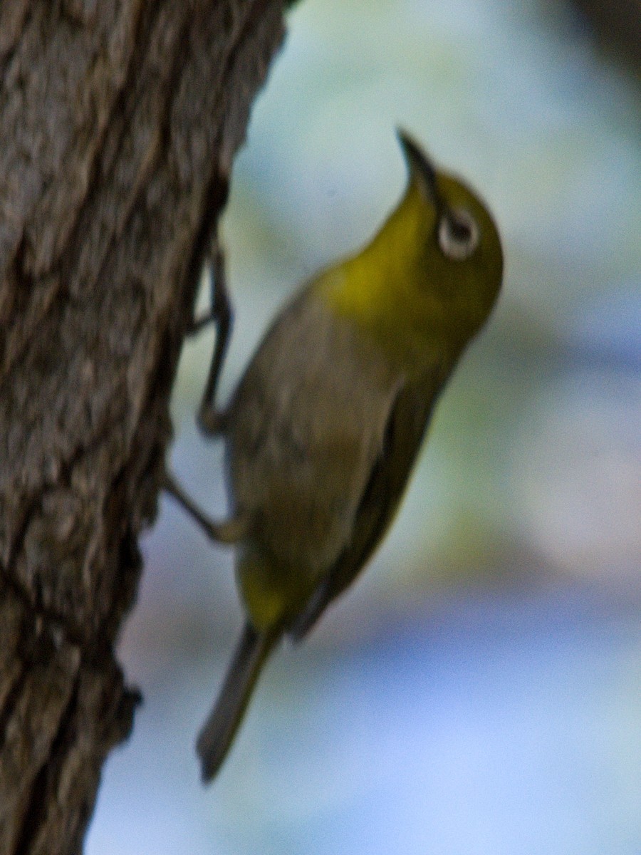 Warbling White-eye - ML60416261