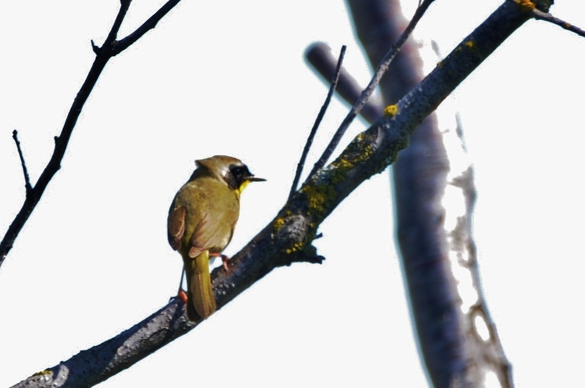 Common Yellowthroat - ML60416351