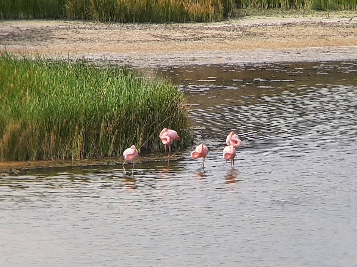 Amerika Flamingosu - ML604164031