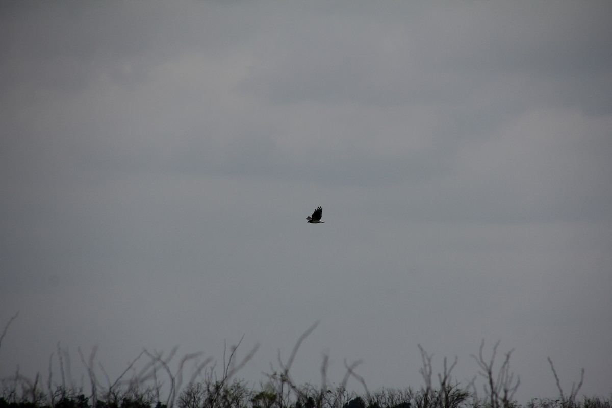 White-tailed Hawk - ML60416411