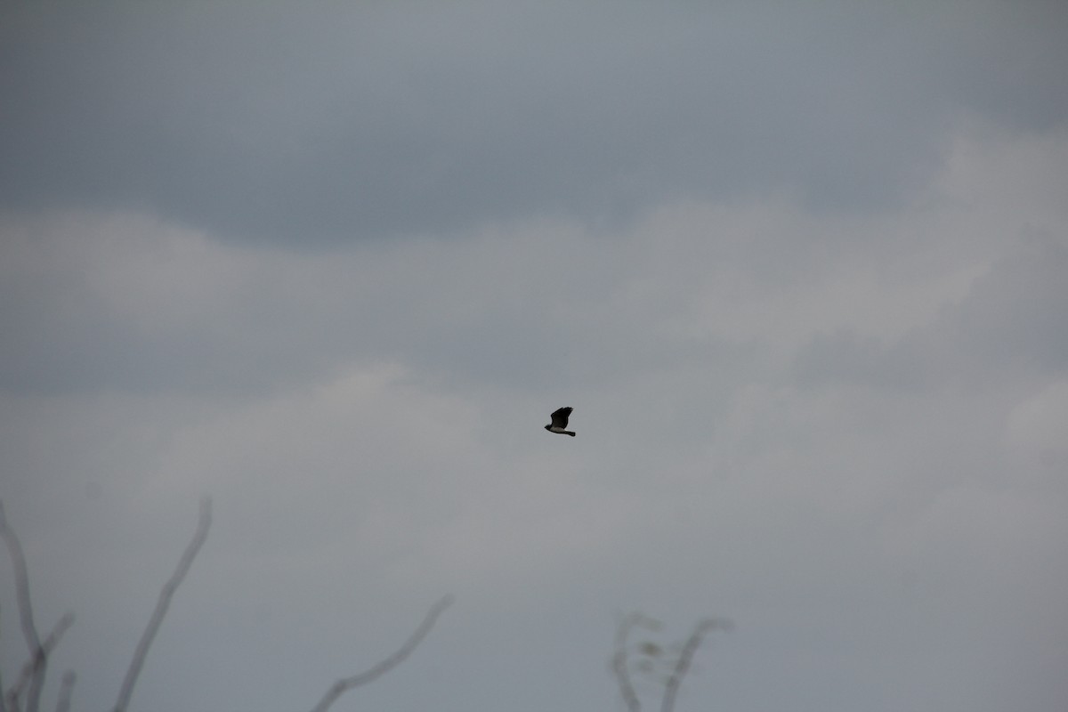 White-tailed Hawk - ML60416421