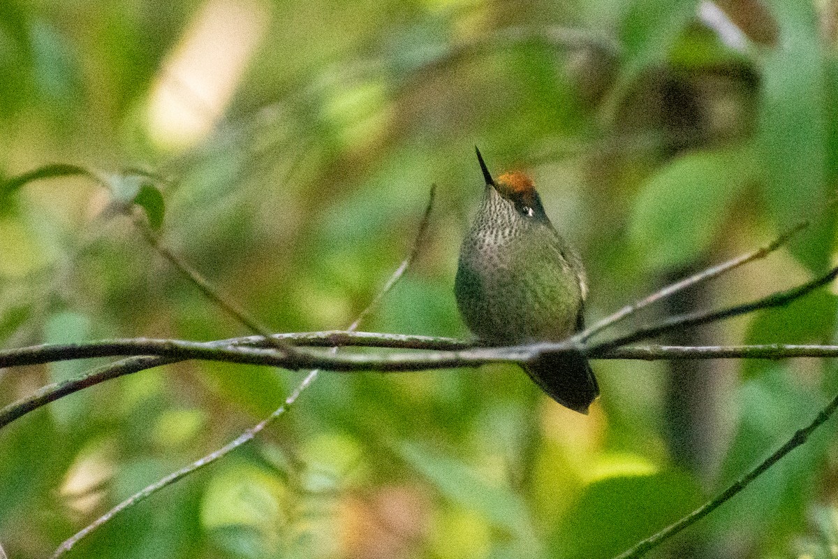 Green-backed Firecrown - ML604164211
