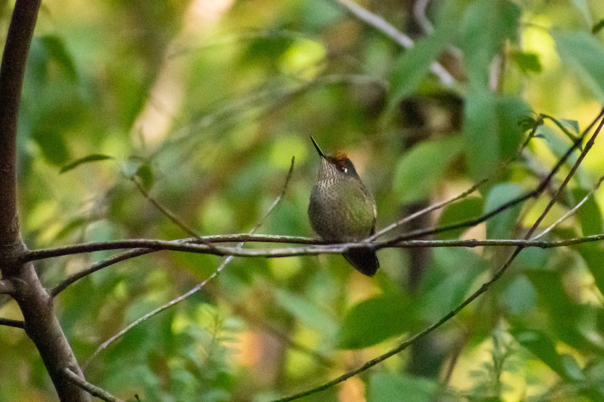 Green-backed Firecrown - ML604164221