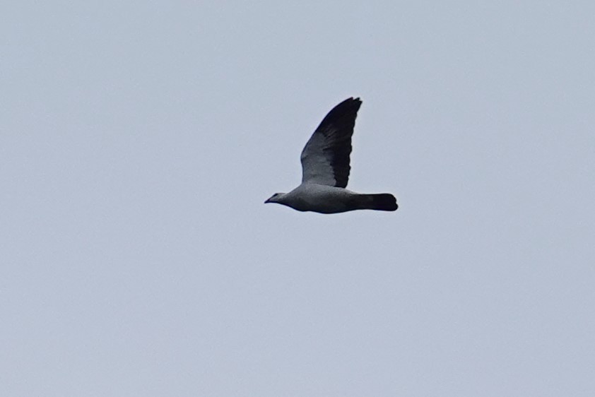 Silvery Wood-Pigeon - Steve Kornfeld