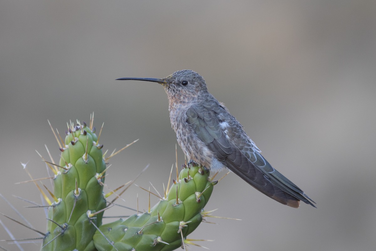 Giant Hummingbird - Bryce Robinson