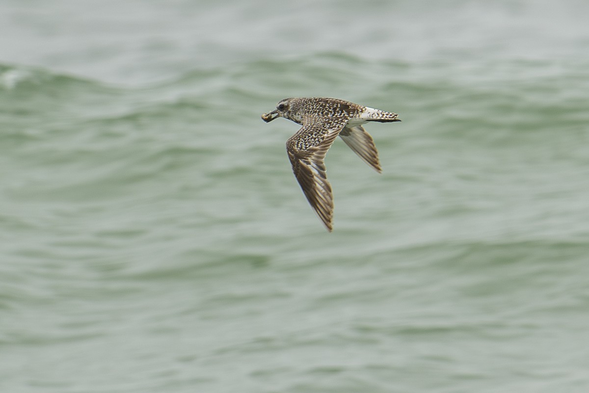 Black-bellied Plover - ML604164881