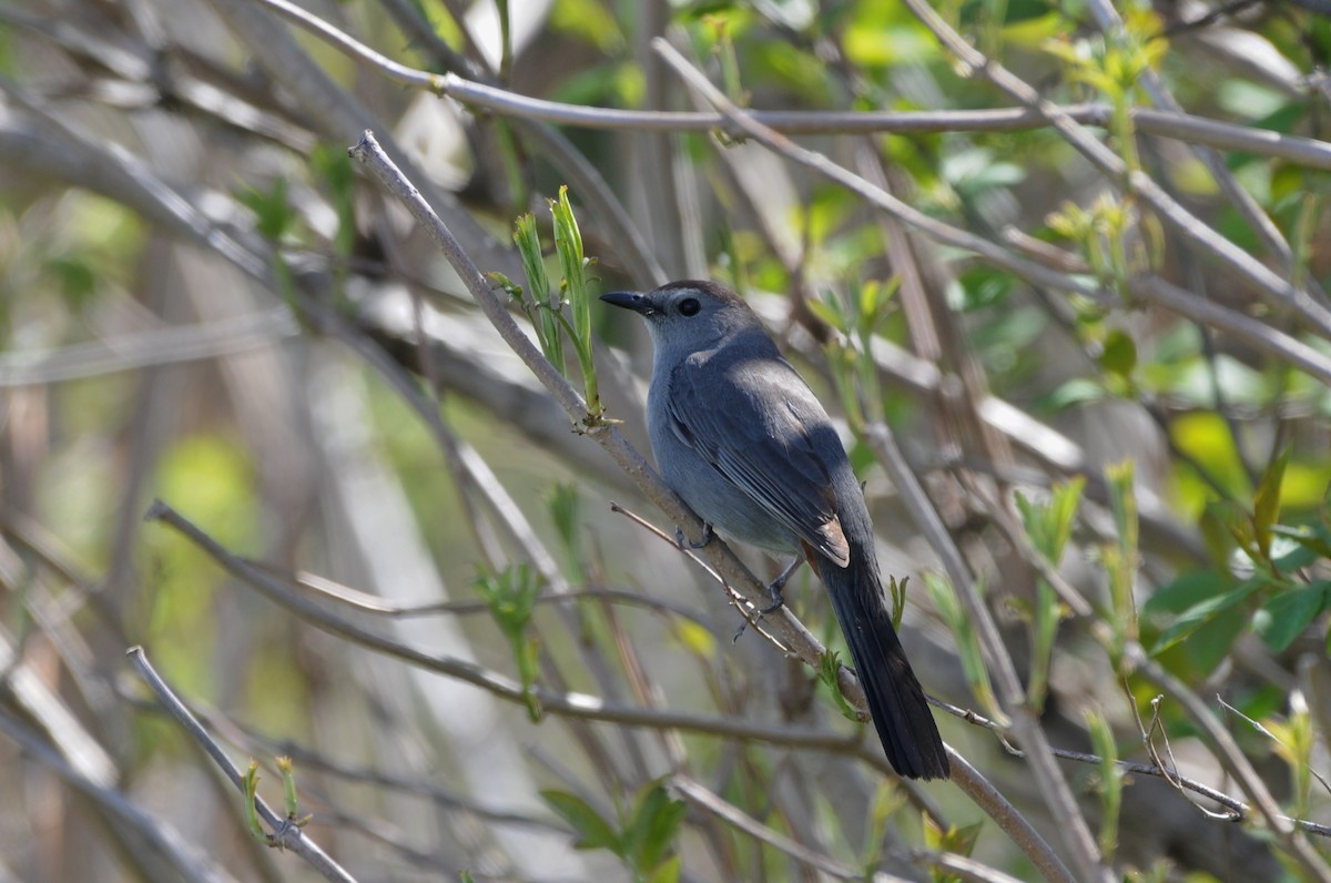 Gray Catbird - ML60416511