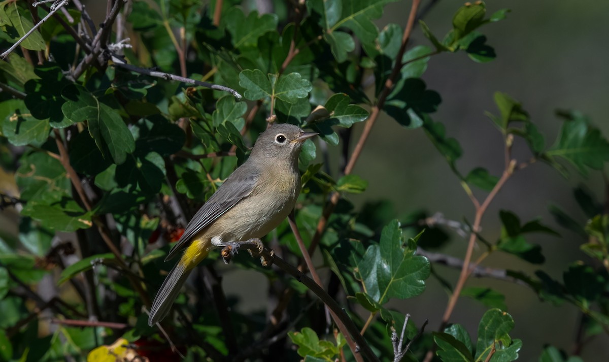 Virginia's Warbler - ML604165621