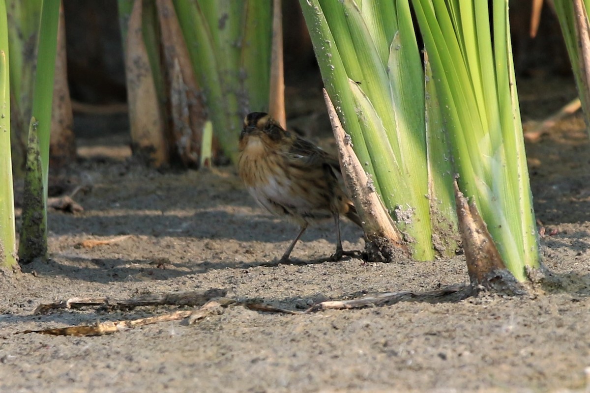 Nelson's Sparrow - ML604167511