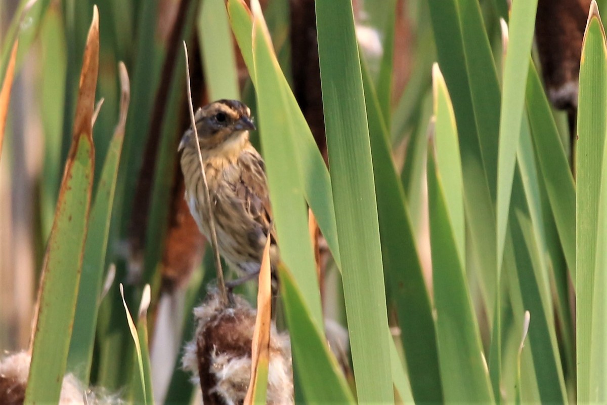 Nelson's Sparrow - ML604167561