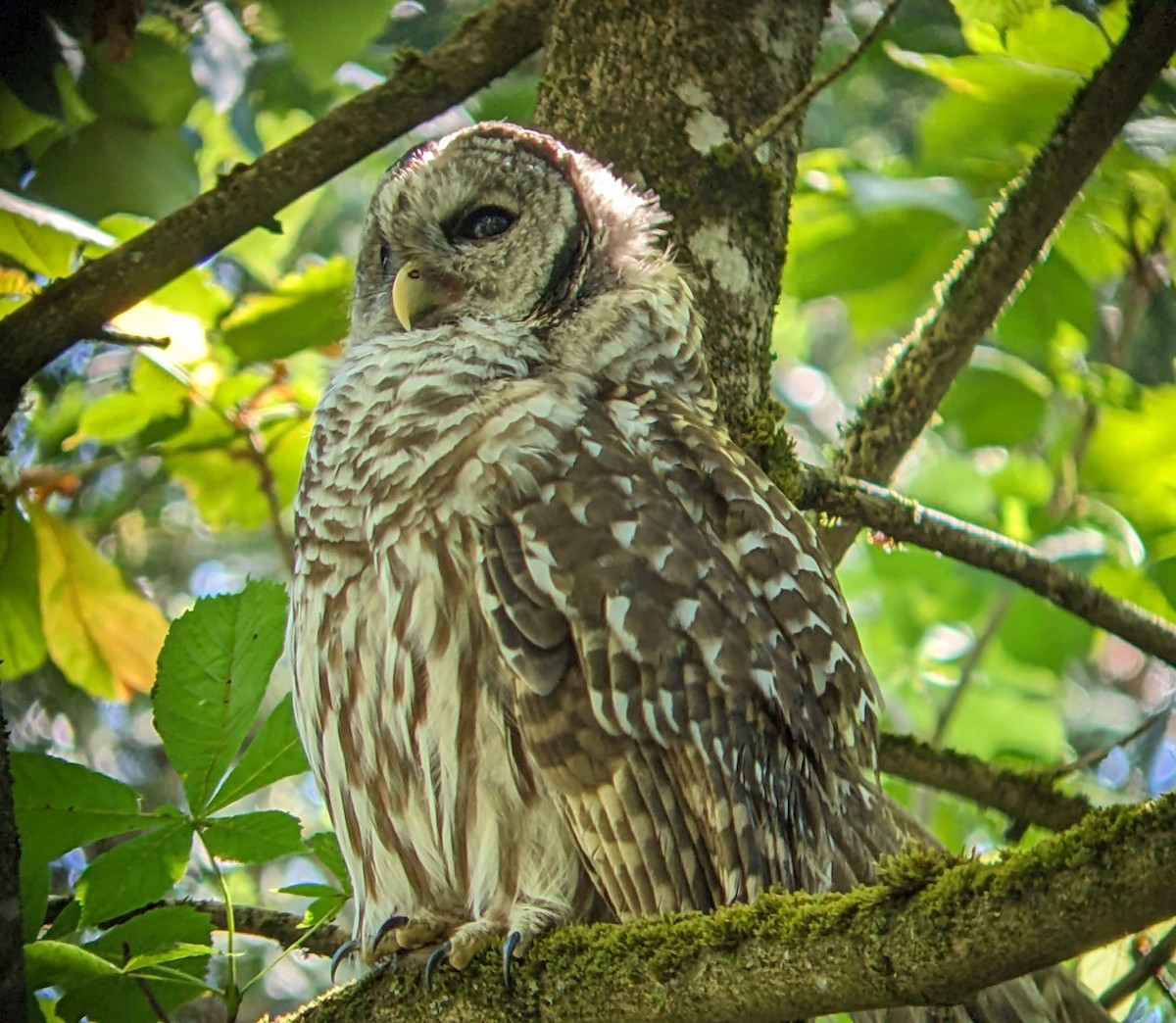 Barred Owl - ML604168071