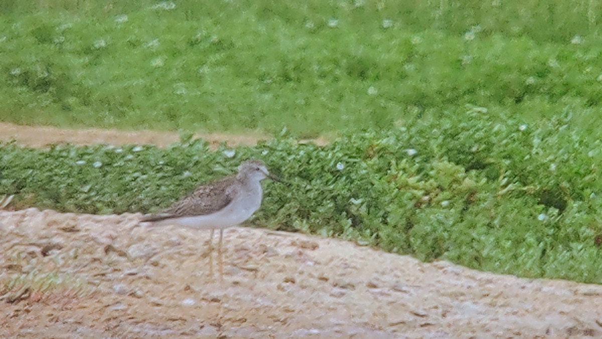 Lesser Yellowlegs - ML604168231