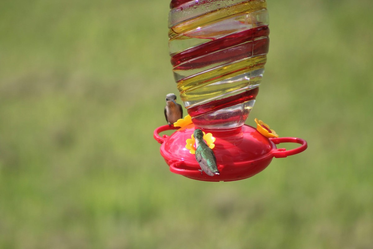 Ruby-throated Hummingbird - Jana Pratt