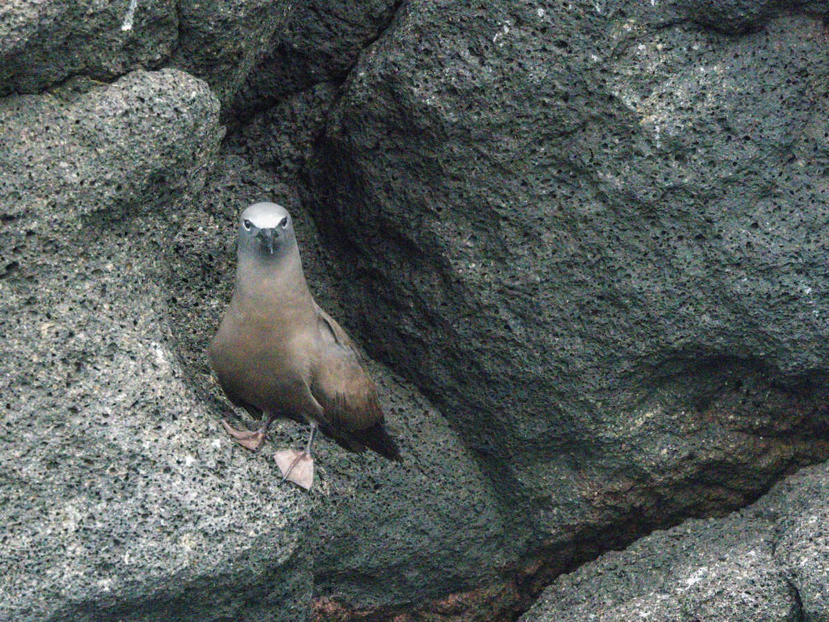 Brown Noddy - ML604168461