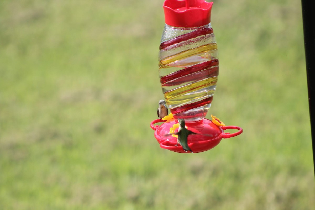 Ruby-throated Hummingbird - ML604168551