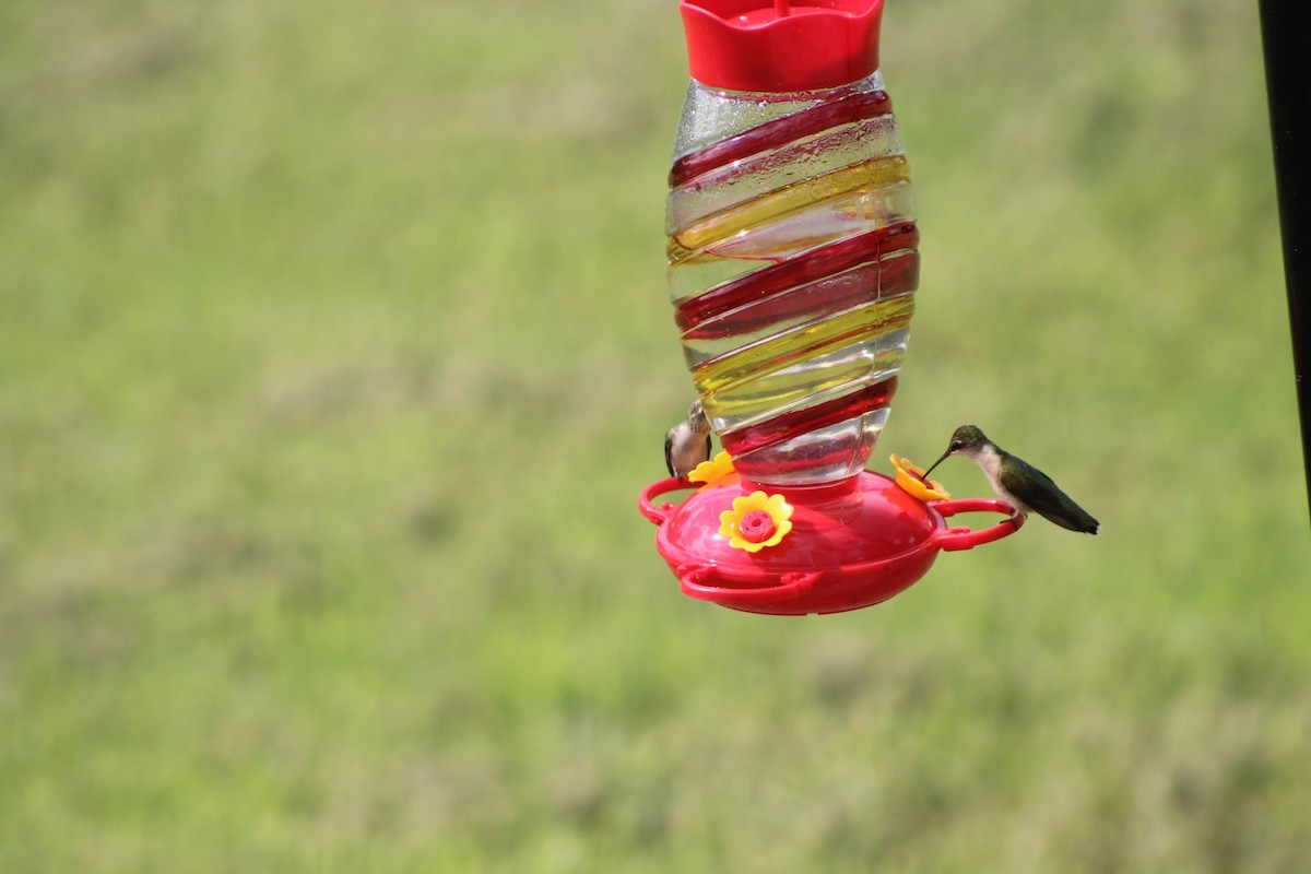 Ruby-throated Hummingbird - Jana Pratt