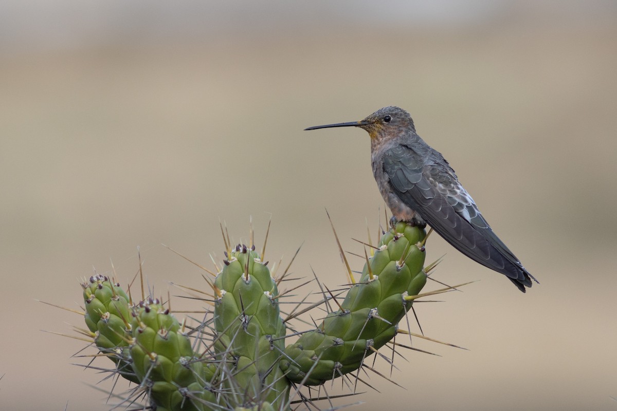 Giant Hummingbird - ML604169081