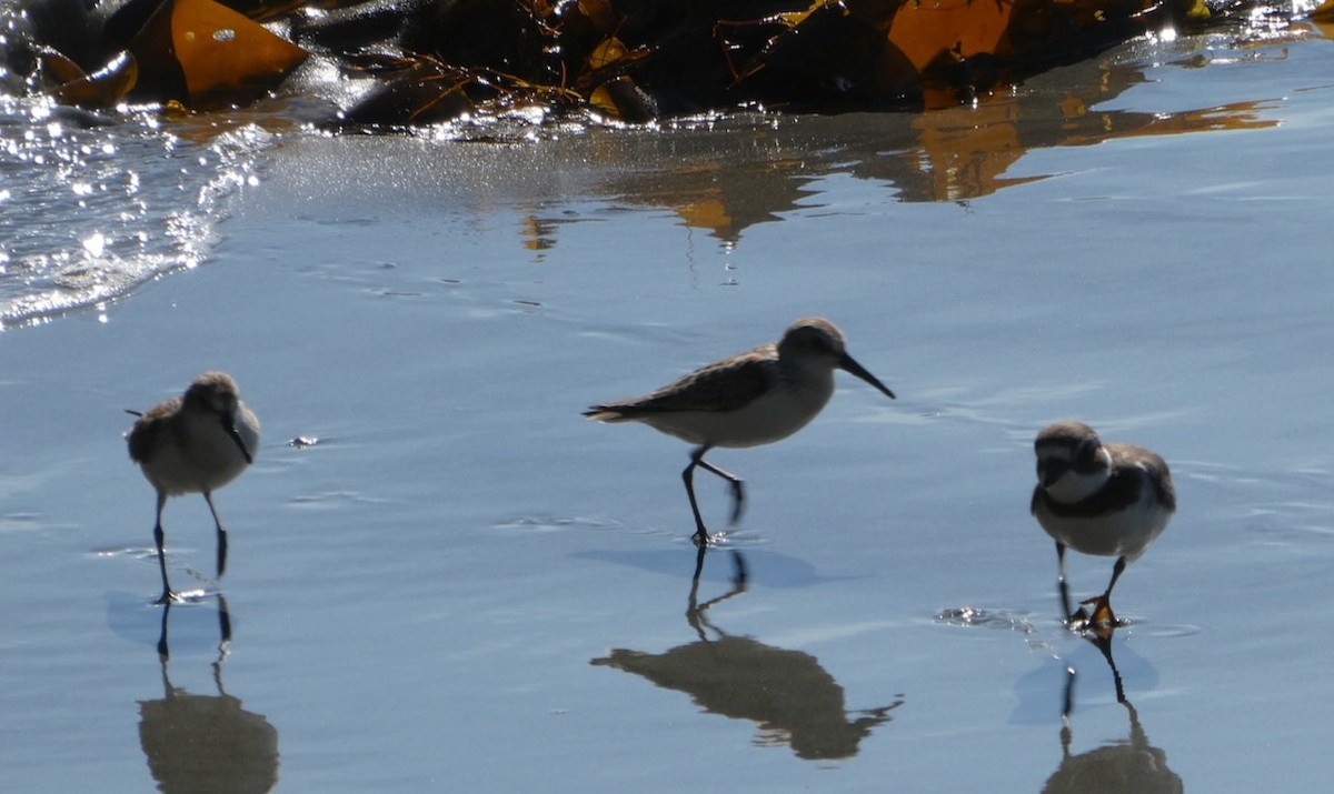 Western Sandpiper - ML604169351