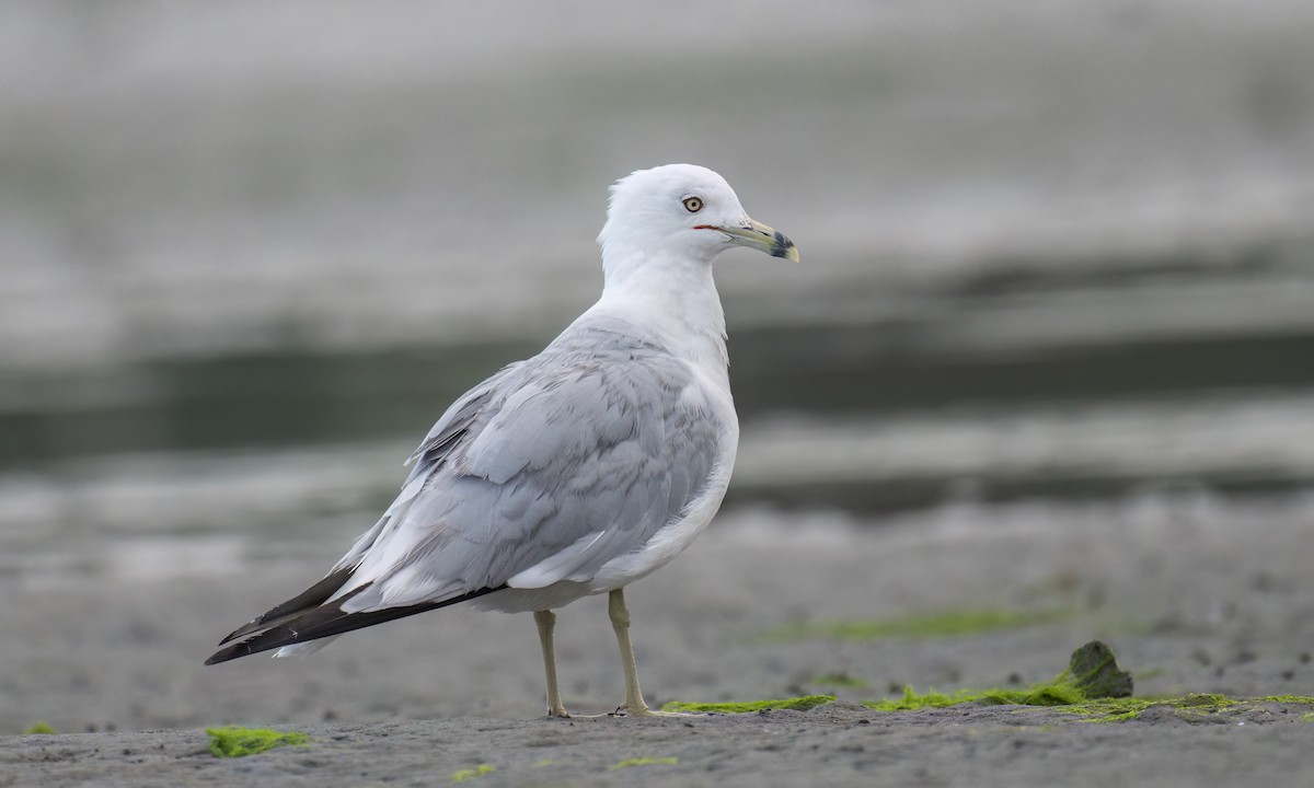 Ring-billed Gull - Becky Matsubara