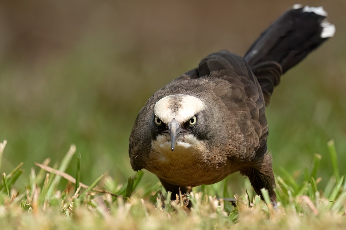 Gray-crowned Babbler - ML604169631